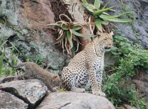 Leopard with its young.