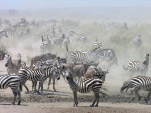 The zebra and wildebeest migration in the Serengeti is amazing.