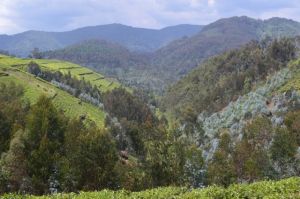 Nyungwe National Park in the distance is surrounded by tea fields and eucalyptus groves that support local cultural communities. 