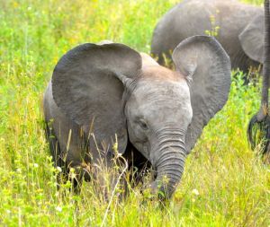 Feisty young male elephants challenged us several times and then withdrew to safety with mom.