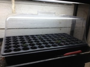 A germination tray allows you to start seedlings year-round.