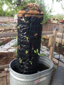 The completed lettuce tower at ten days old is well-stocked with lettuce, spinach, cilantro and strawberries.