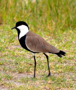 Blacksmith plovers are common in the wetlands area at Akagera. 