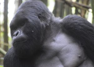 gorilla