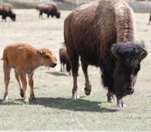 Bison may not notice the absence of humans during the shutdown but people who traveled to Yellowstone will miss this beautiful scenery during the shutdown.