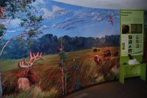 A habitat mural at Elk Island National Park in Saskatchewan sets the scene for other exhibits in the Visitor Center.