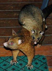 Brush-tailed possums were welcome visitors at our Canopy Treehouse in Queensland. 