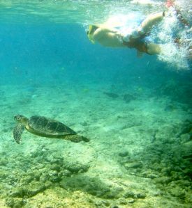 Kahaluu Bay is a great place to see Green Sea Turtles while snorkeling, but respect is essential to their health and survival.