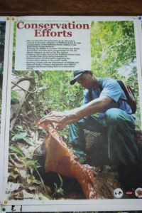 This sign in the highlands of Malaysia at a Semai village show one of the guides who lead ecotours into the forest nearby. 