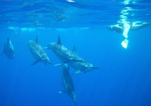 It works well to just be there and wait. They come up to breathe, jump and spin, or just cruise by.