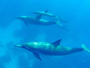 Spinner dolphins out swim us with little effort. When they come close, you feel privileged to get a good look. They are amazing. 