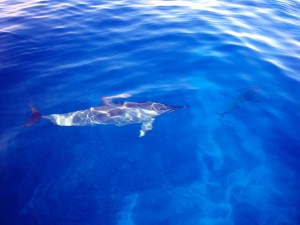 Watching dolphins from a boat is interesting but not nearly as powerful, as connecting as seeing them close while in the water. They approach boats and sometimes cruise along with them, seemingly for fun. 